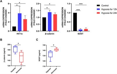 Hypoxia-induced Wnt/β-catenin signaling activation in subchondral bone osteoblasts leads to an osteoarthritis-like phenotype of chondrocytes in articular cartilage